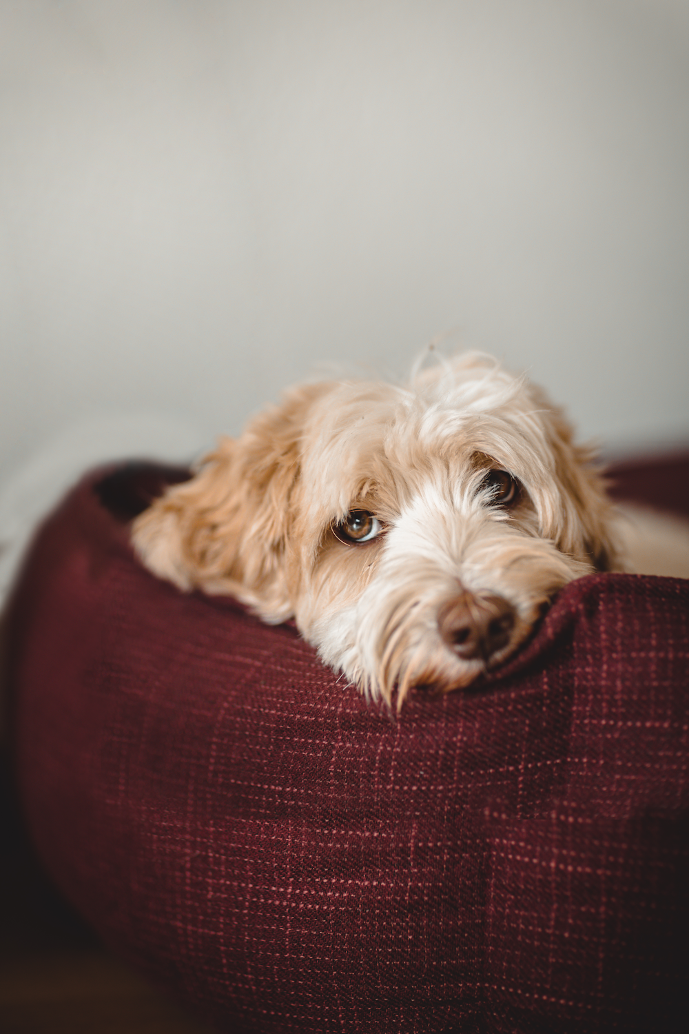 a dog lying on a red pillow