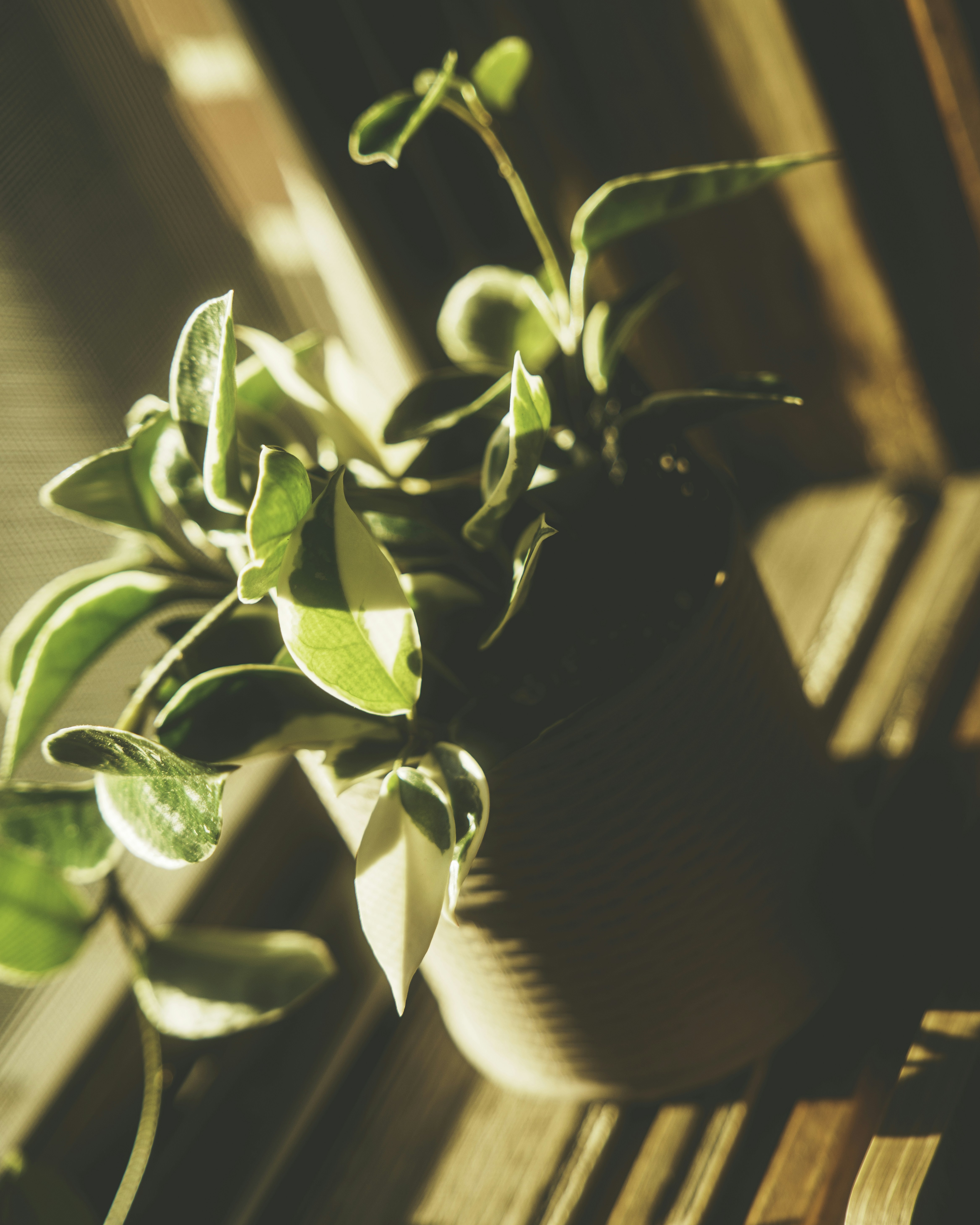 Photo by luminos_film