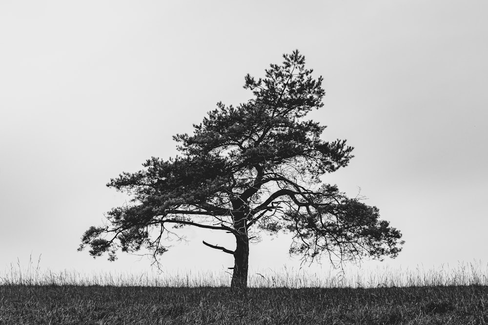 a tree in a field