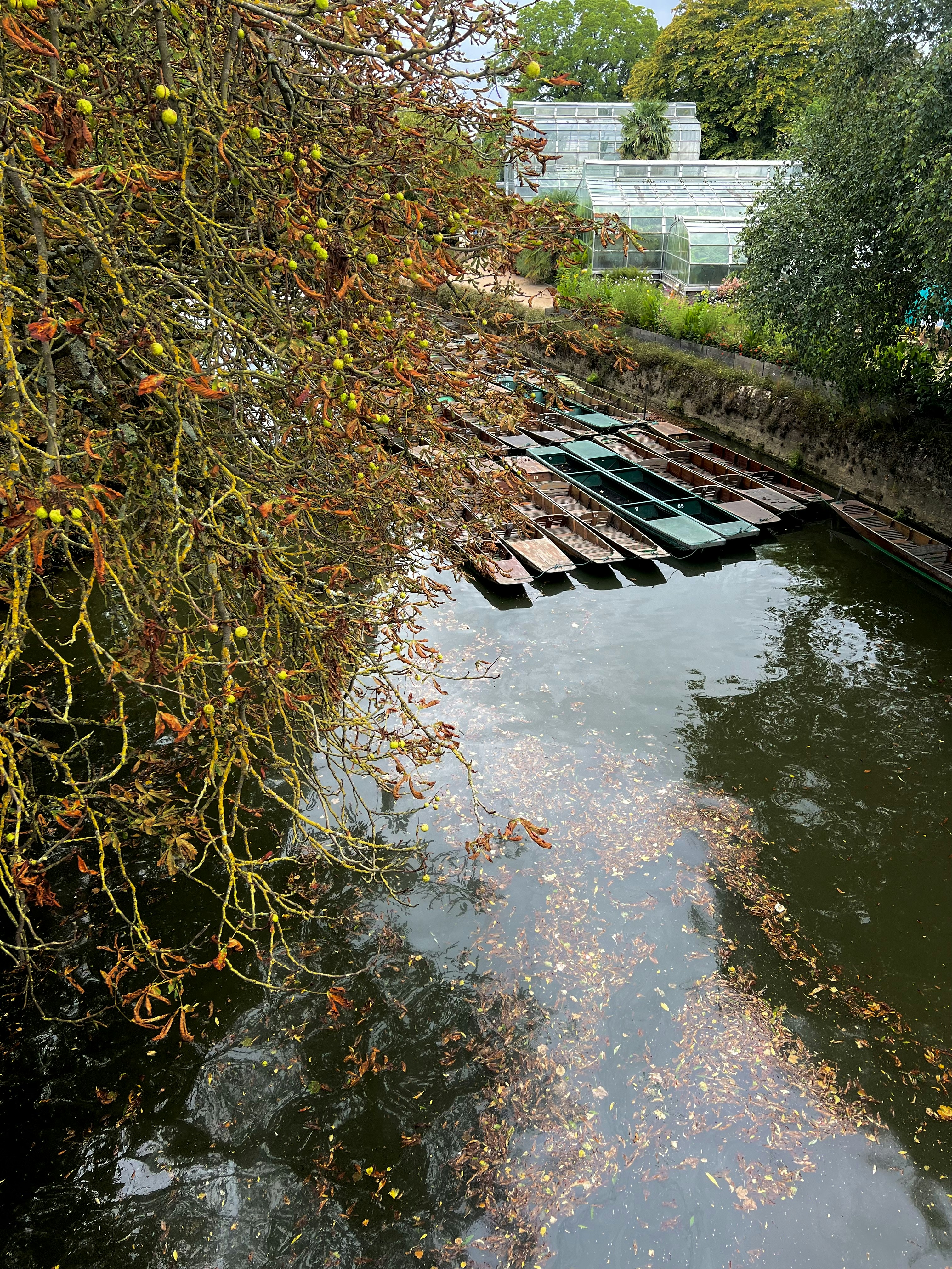 Paddle boats on a river by a greenhouse in Oxford.