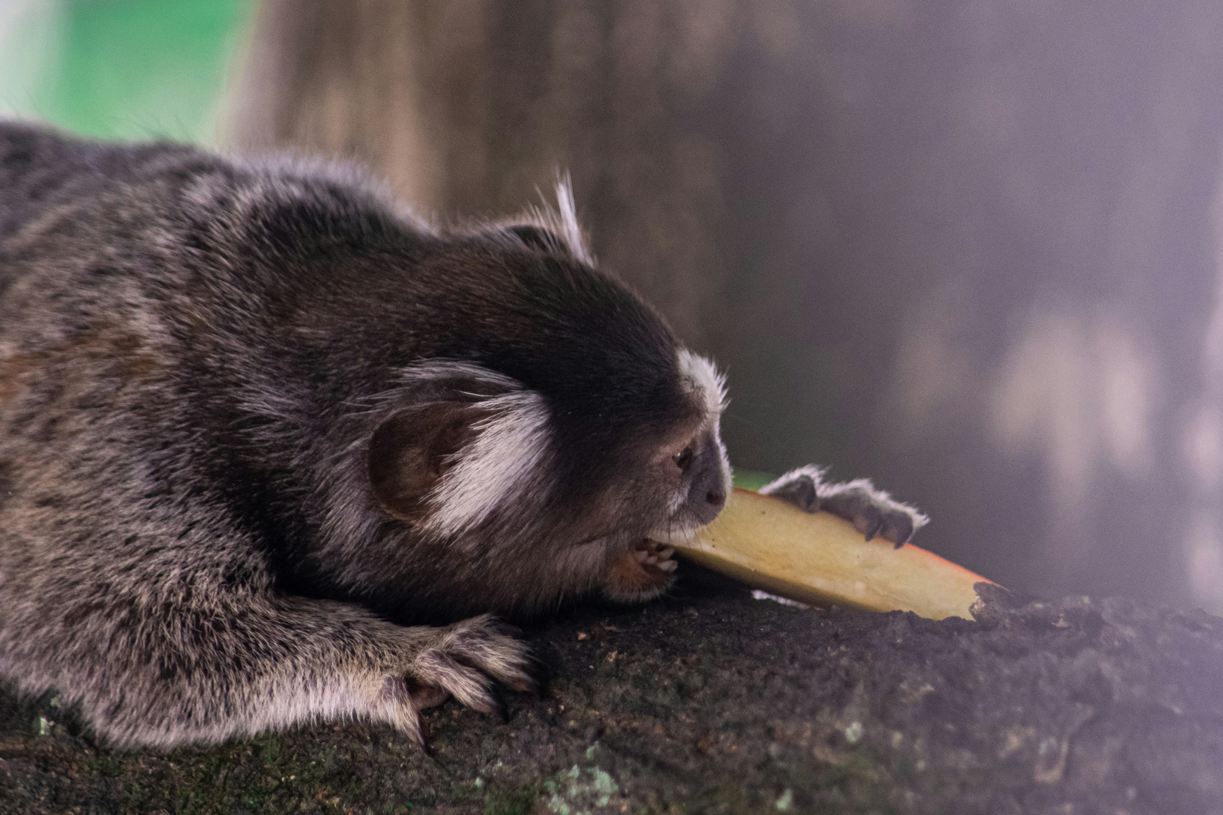 A small animal eating food photo Free State of rio de janeiro Image