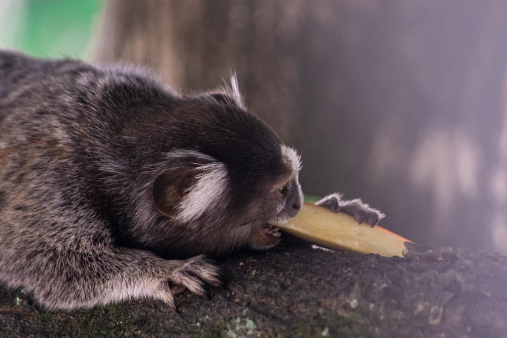 a small animal eating food