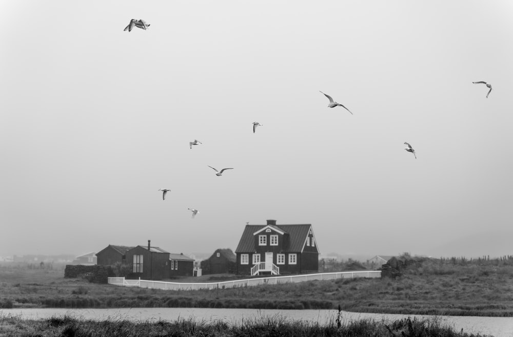 birds flying over a house
