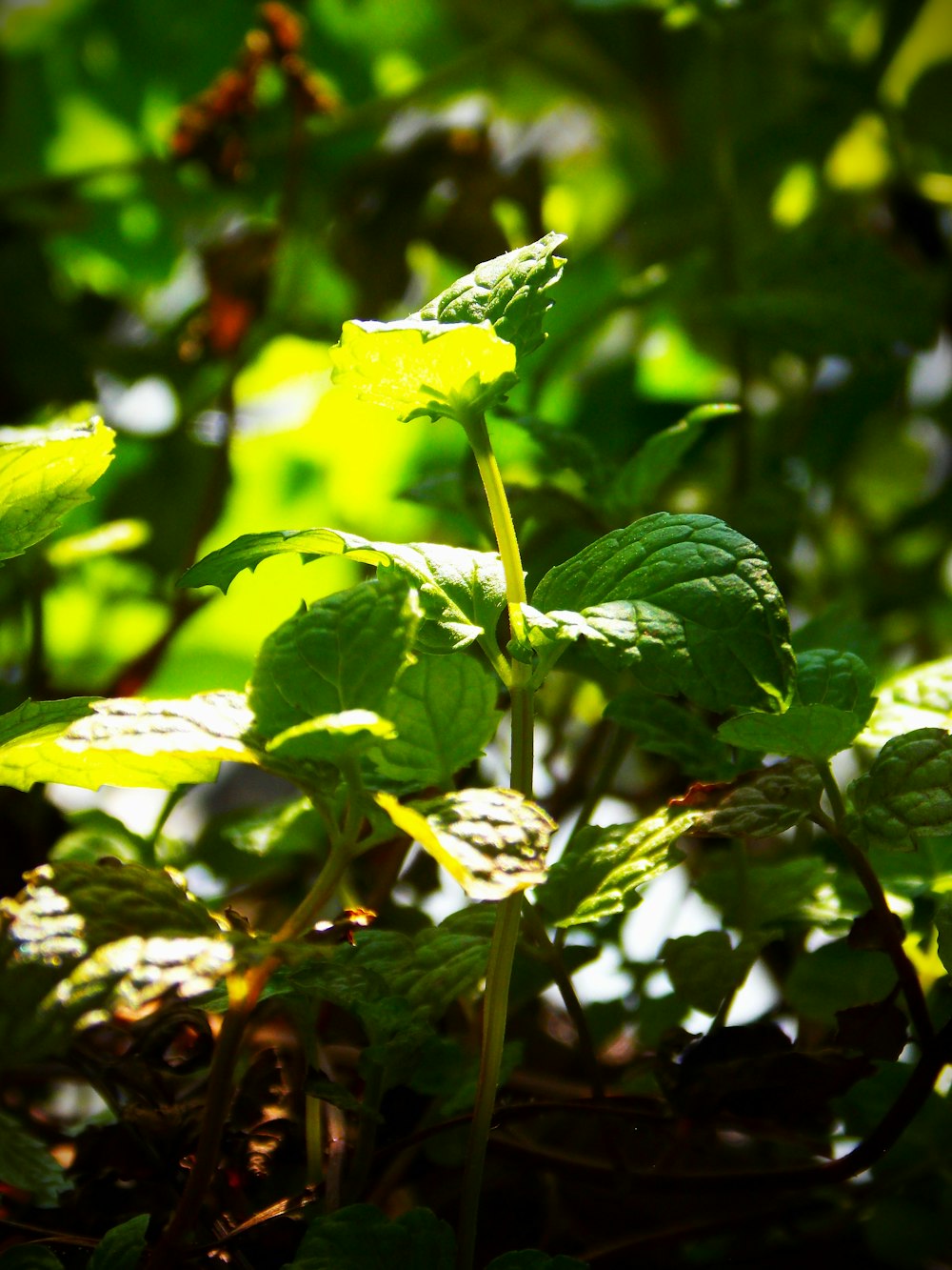 a close up of a plant