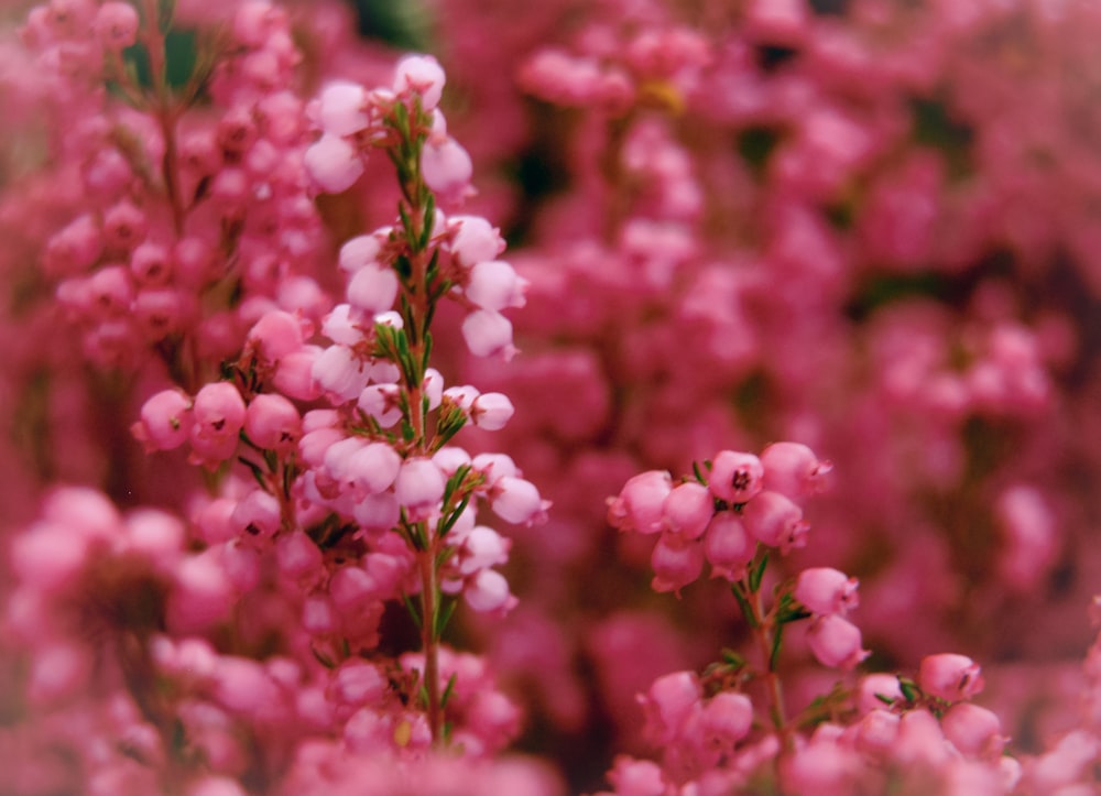 a close up of a flower