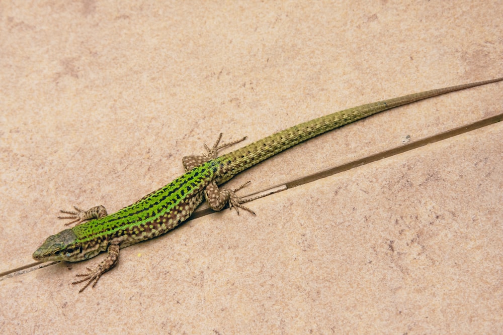 um lagarto verde em uma superfície branca