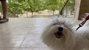 A fluffy white dog with a wide smile is leashed and standing on a tiled patio. One person is visible on the left, wearing shorts and casual shoes, with the background showing a garden with trees.