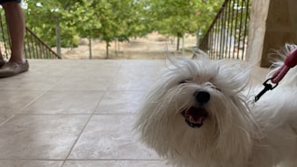 A fluffy white dog with a wide smile is leashed and standing on a tiled patio. One person is visible on the left, wearing shorts and casual shoes, with the background showing a garden with trees.