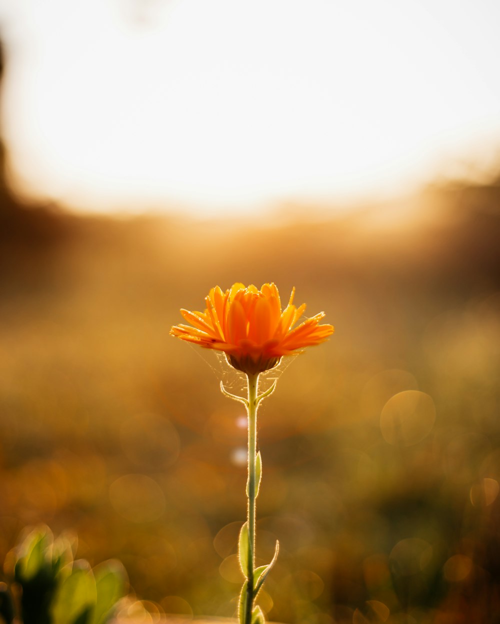 a flower in a field