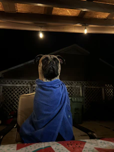 A cozy indoor setting where a pet receives medication during overnight care.