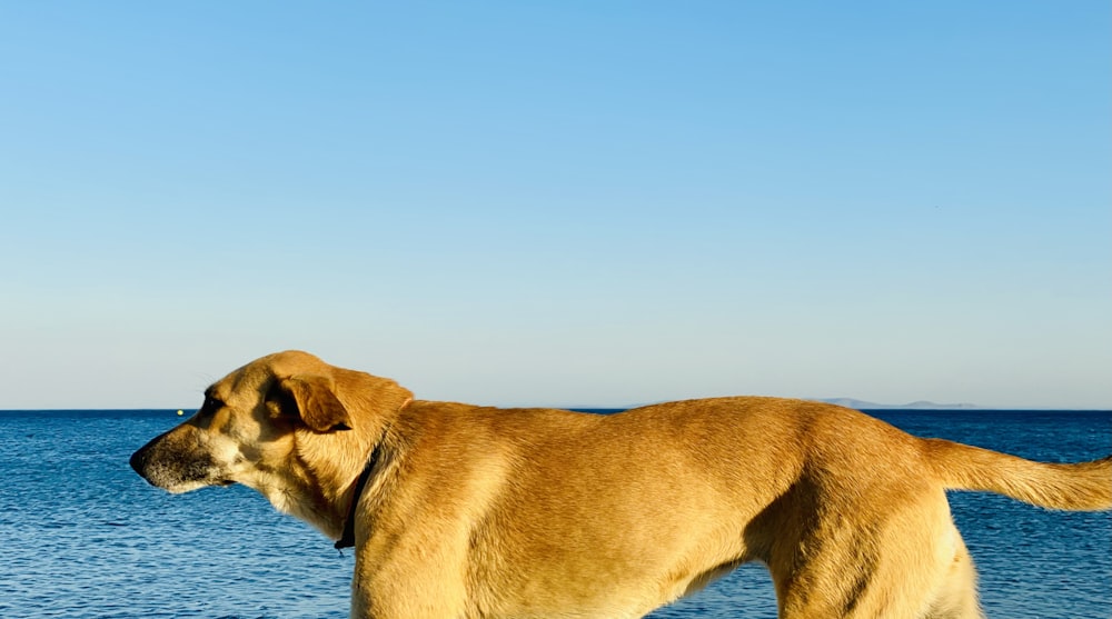 a dog standing in the water