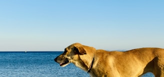 a dog standing in front of a body of water