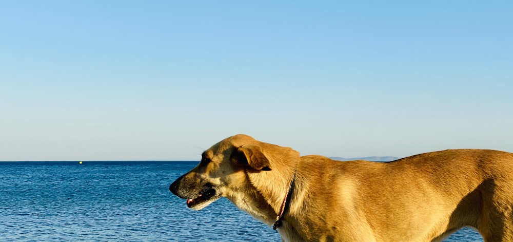 a dog standing in front of a body of water