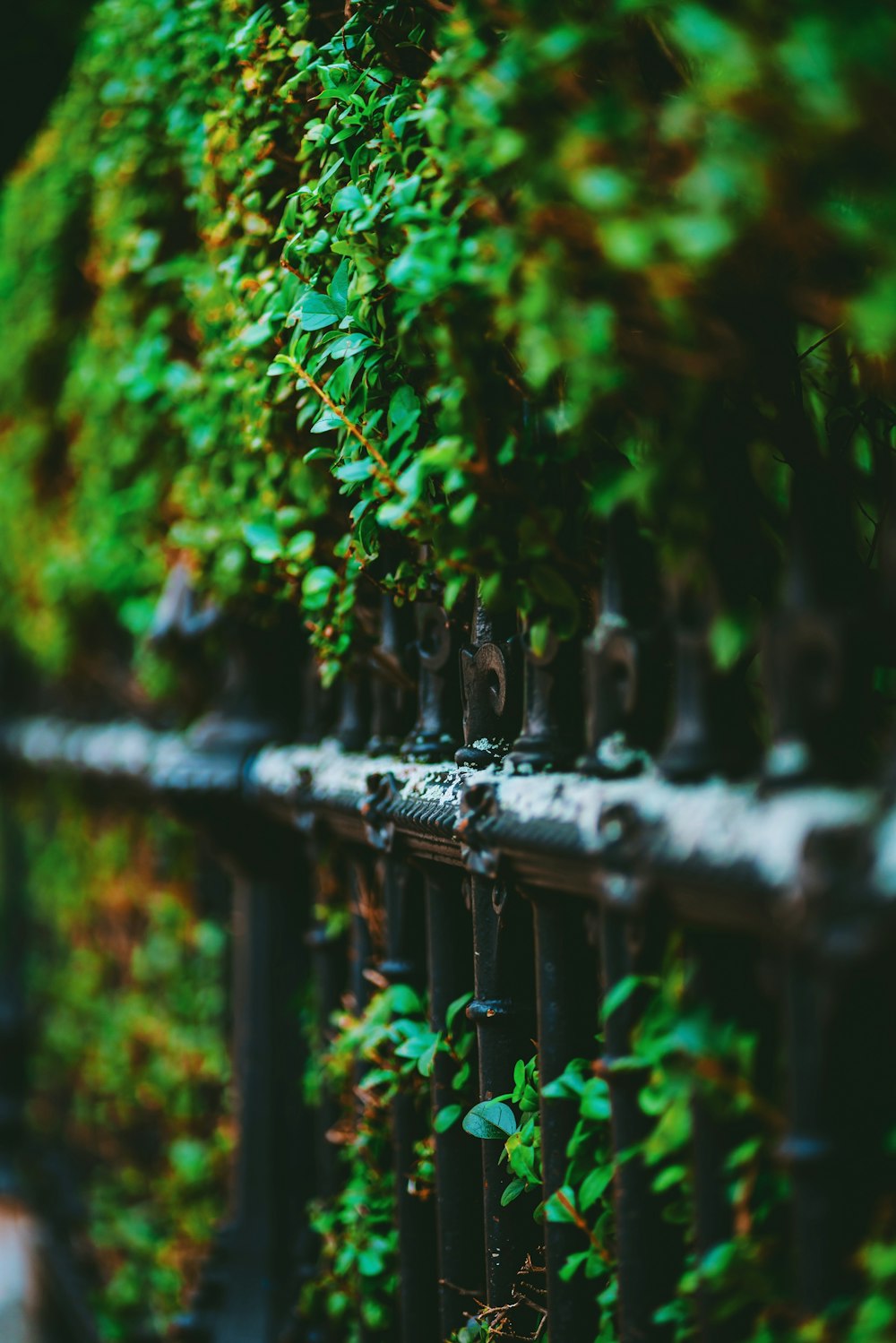 a metal fence with a metal gate and trees in the background