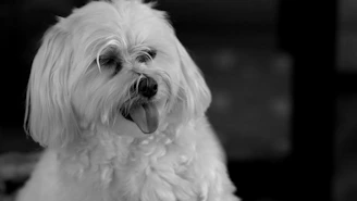 a dog with its mouth open
