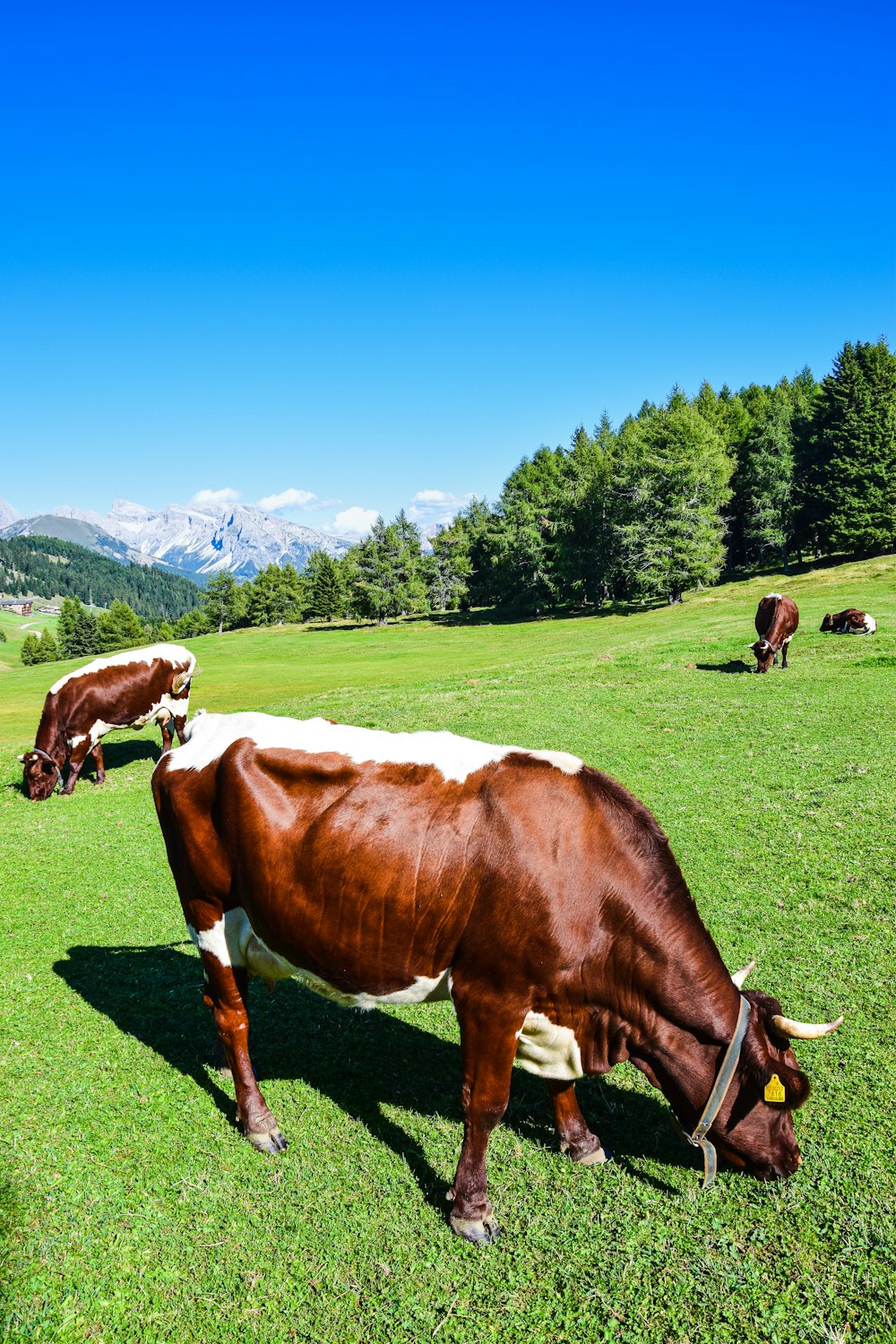 cows grazing in a meadow