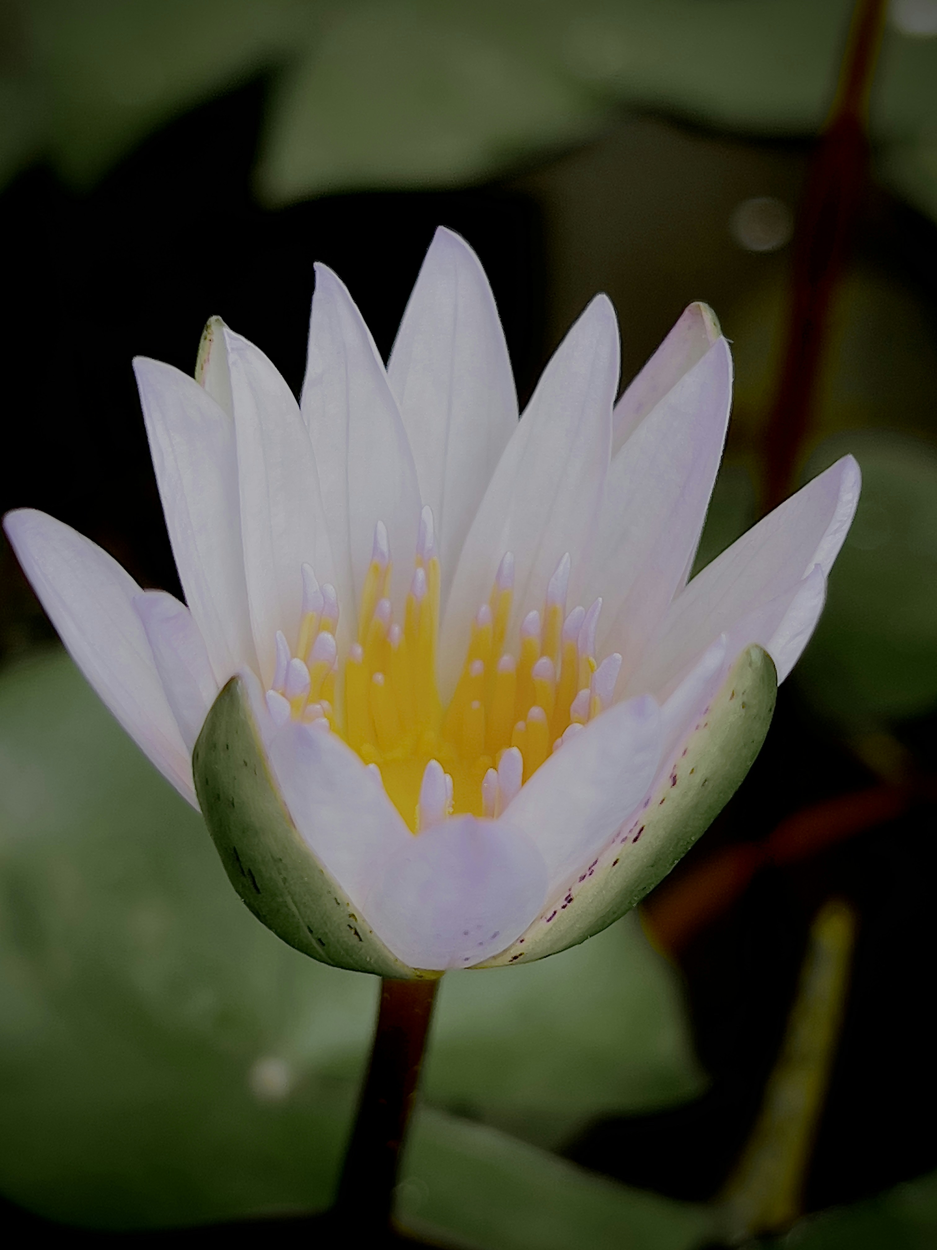 Photo by fahim_jaufer