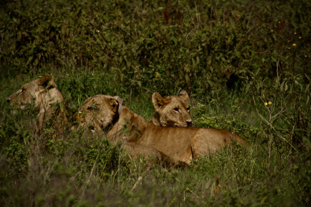 Un gruppo di leoni sdraiati nell'erba