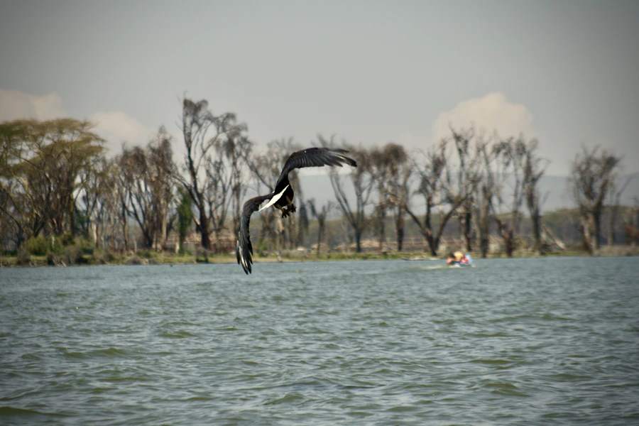 Birdlife above Lake Naivasha