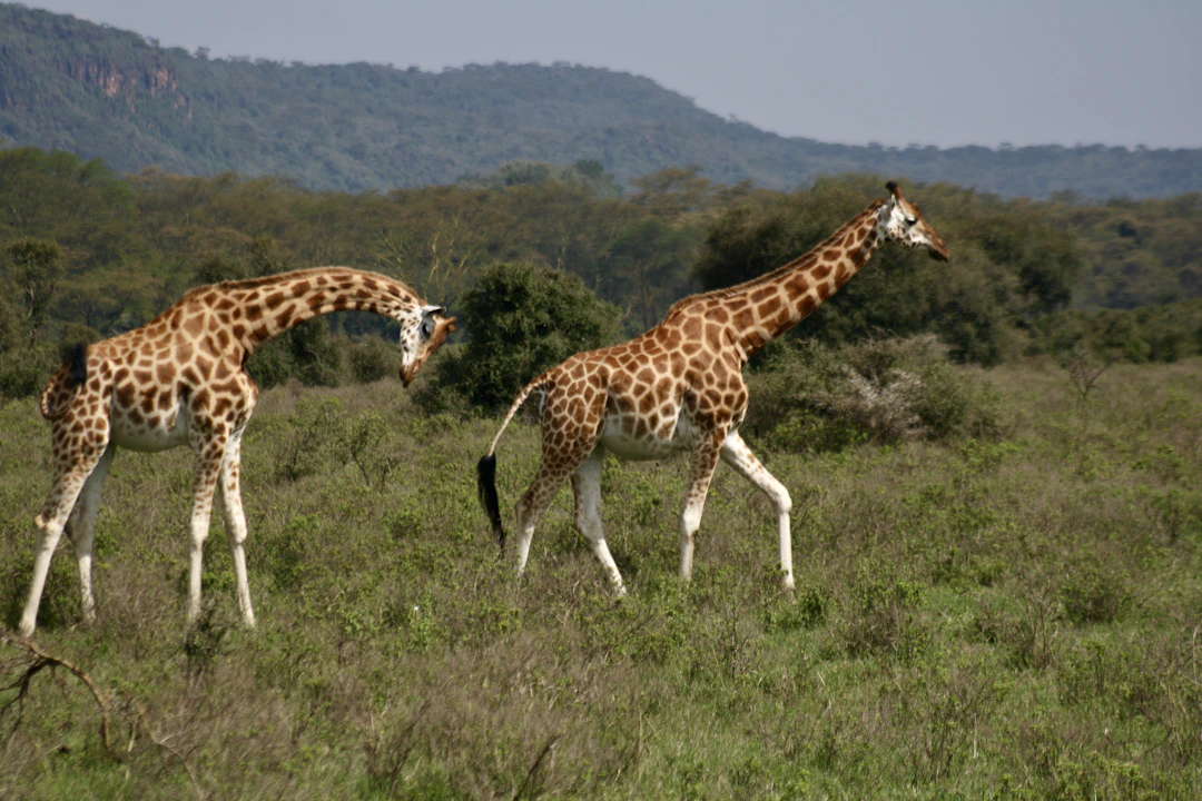 9-Day Family-Friendly Kenya Itinerary | Classic Routes