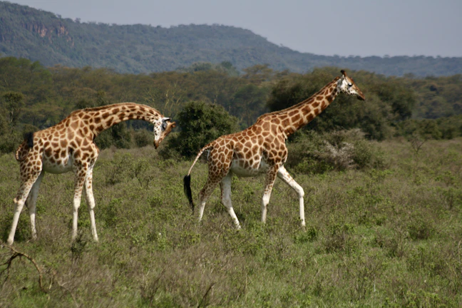 9-Day Family-Friendly Kenya Itinerary | Classic Routes