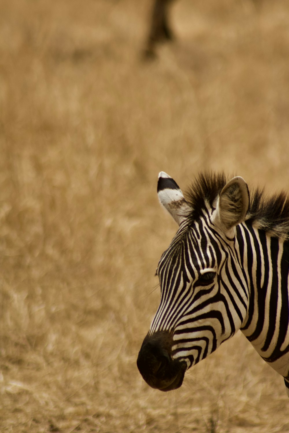 a zebra in a field