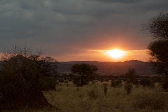 A scenic view of a vibrant African landscape at sunset.