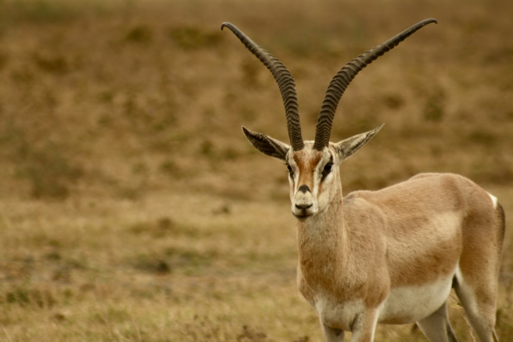 a horned animal in a field