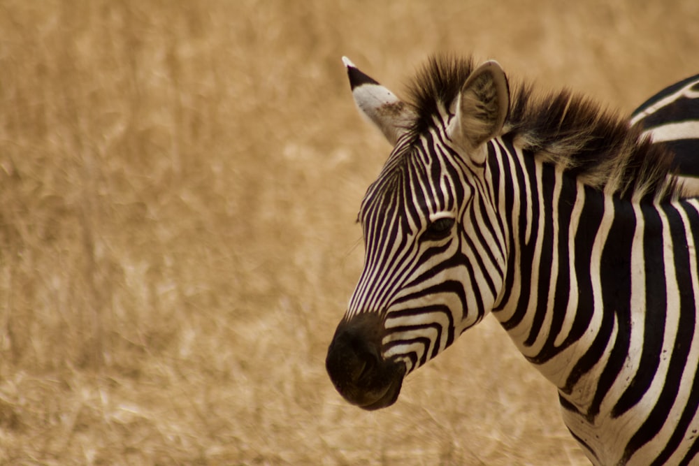 a couple of zebras stand in a field