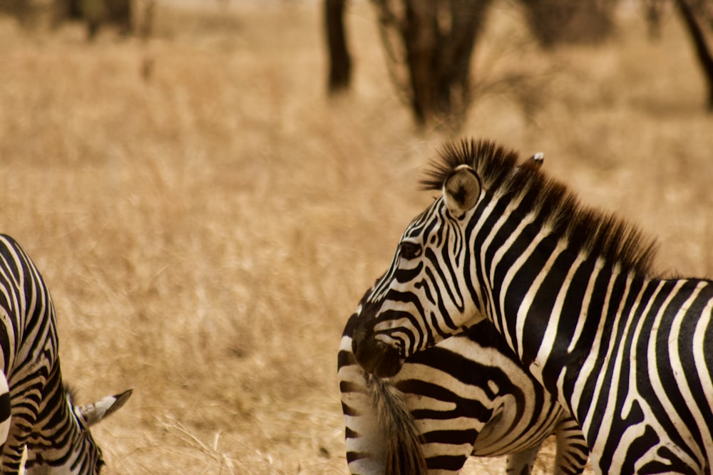 zebras em pé na grama