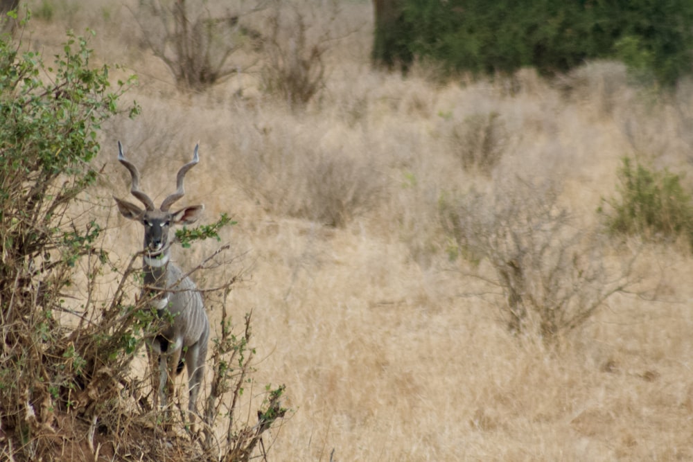 Un cerf dans un champ