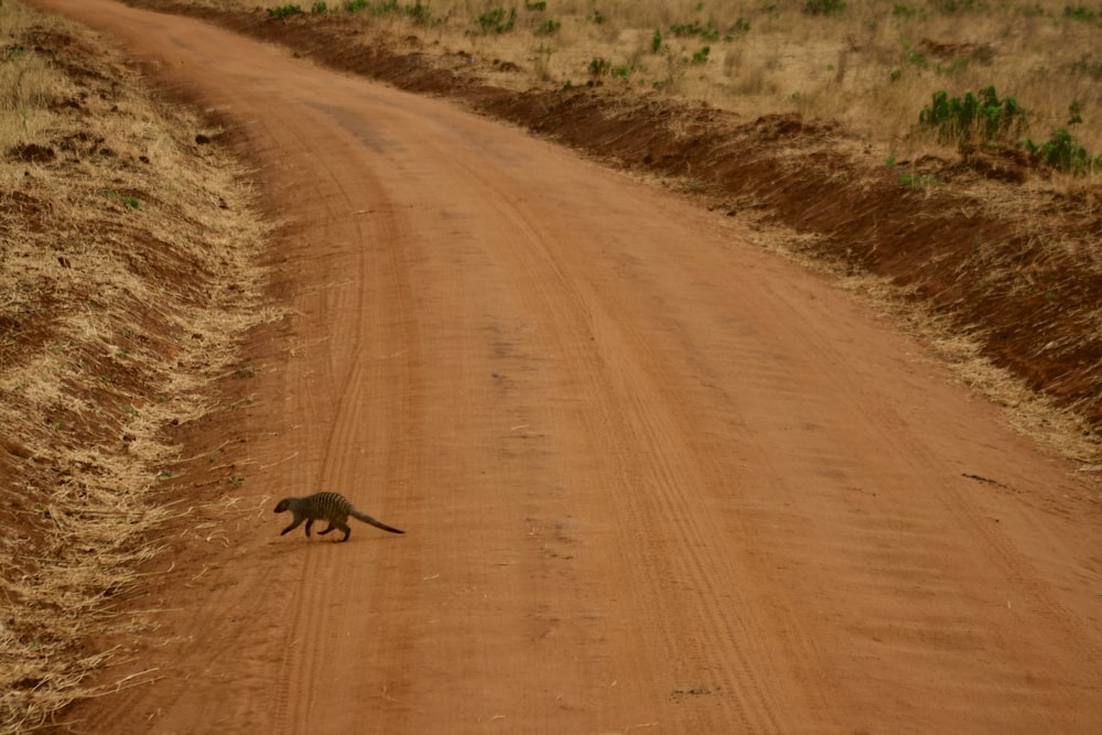 a small animal walking on a dirt road