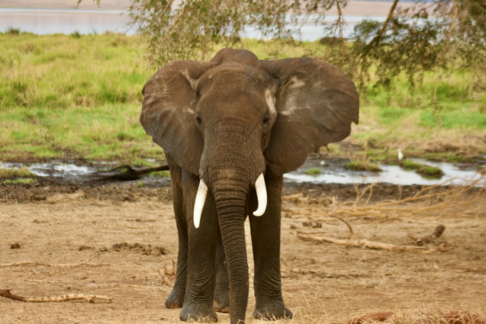 an elephant walking in the dirt