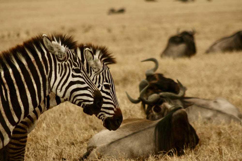 zebras and wildebeest in a field