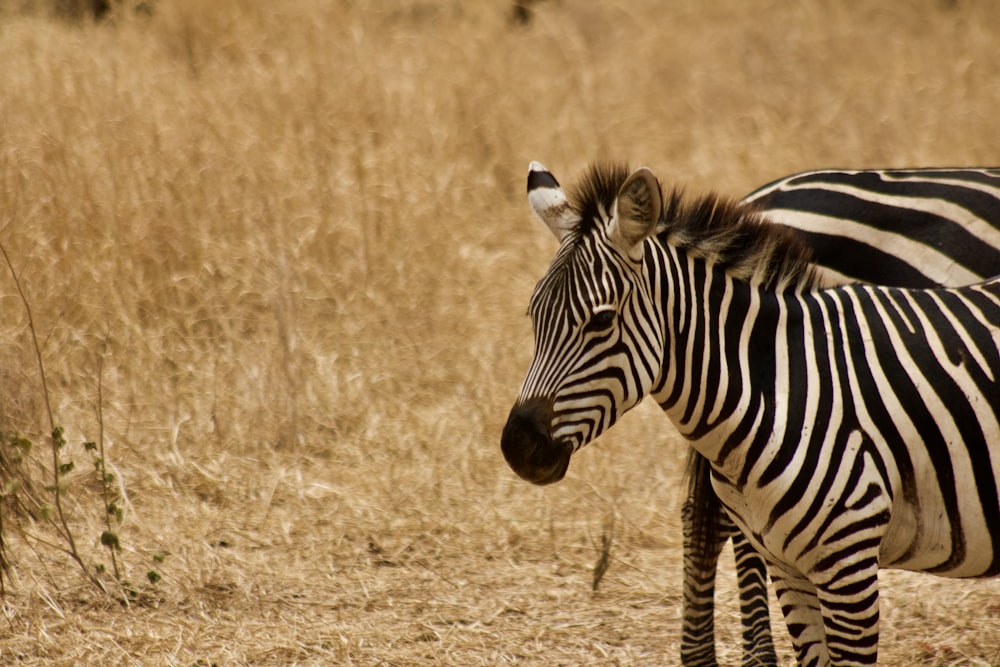 a couple of zebras stand in a field