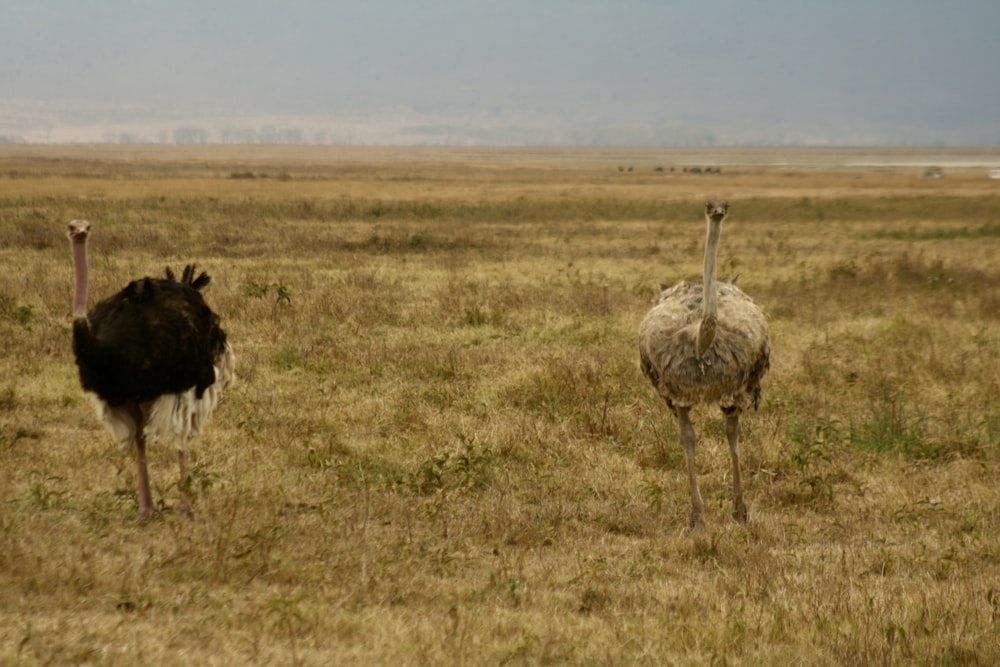 a couple of ostriches in a field