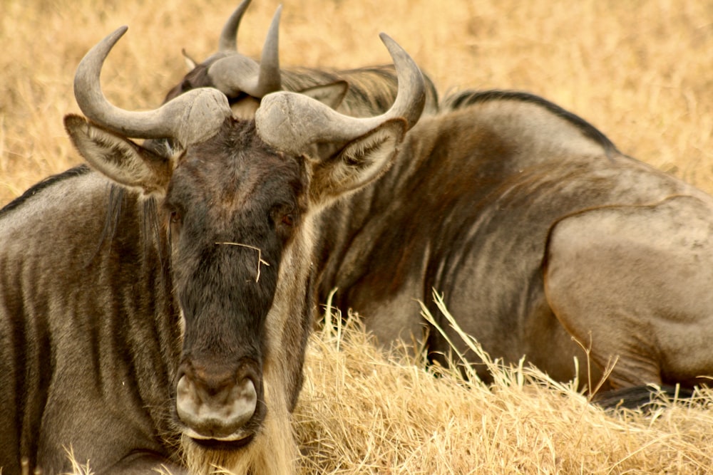 a couple of buffalos in a field