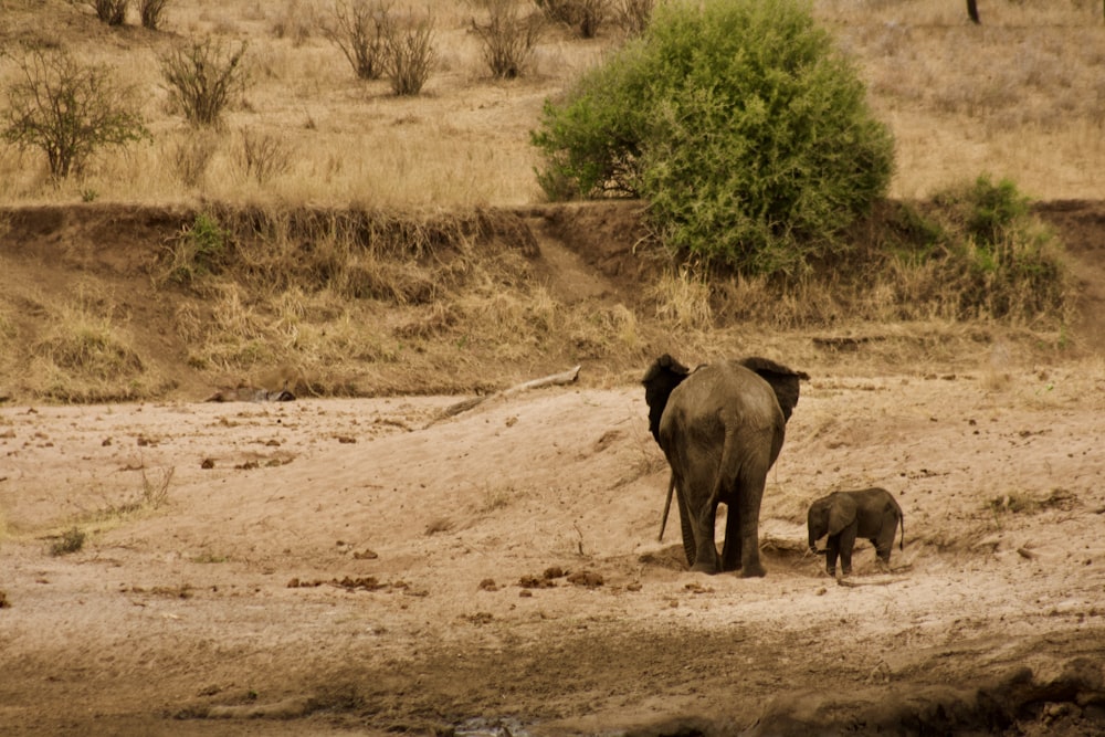 a couple of elephants walk across a dirt road