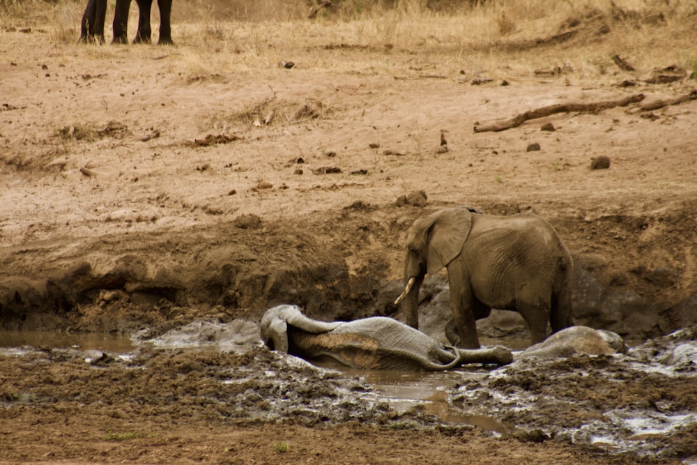 an elephant lays in a muddy river
