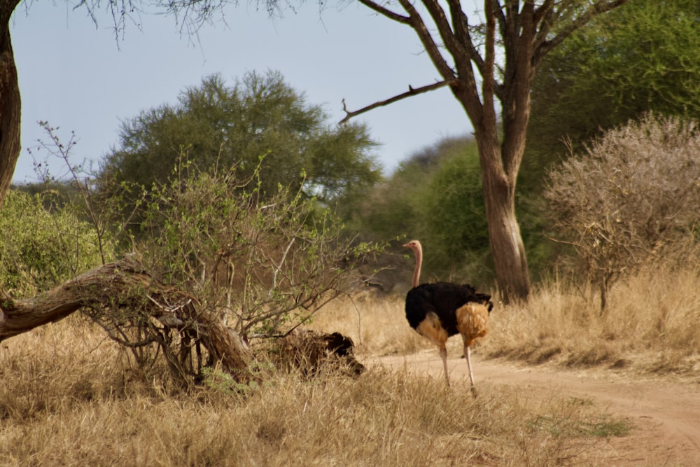 a couple of ostriches walking on a dirt road