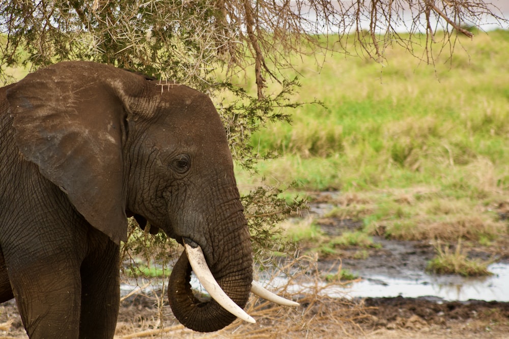 an elephant with tusks