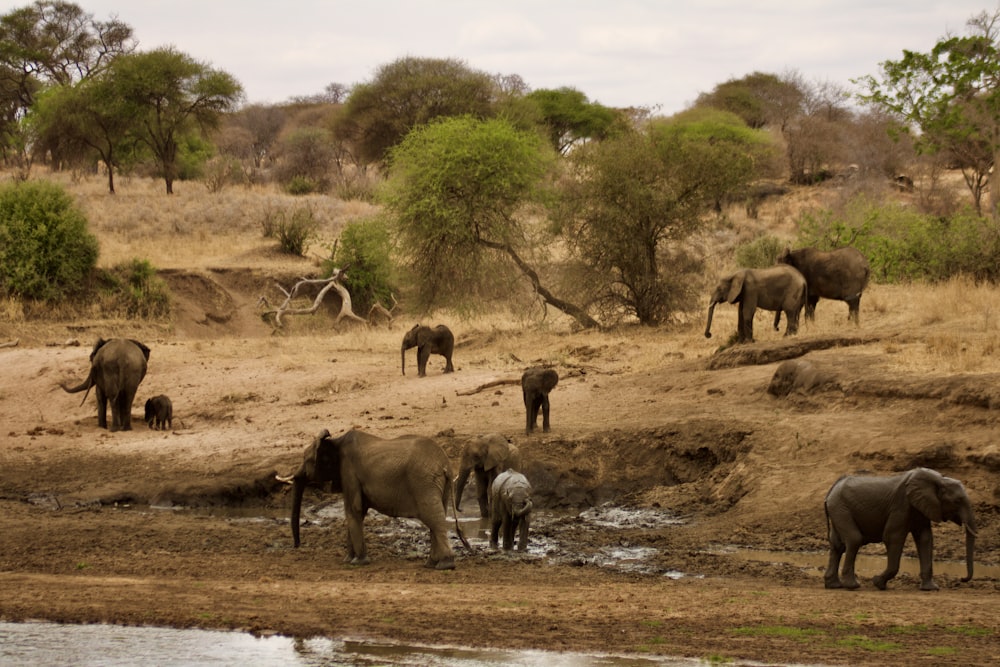 Eine Herde Elefanten geht an einem Fluss entlang