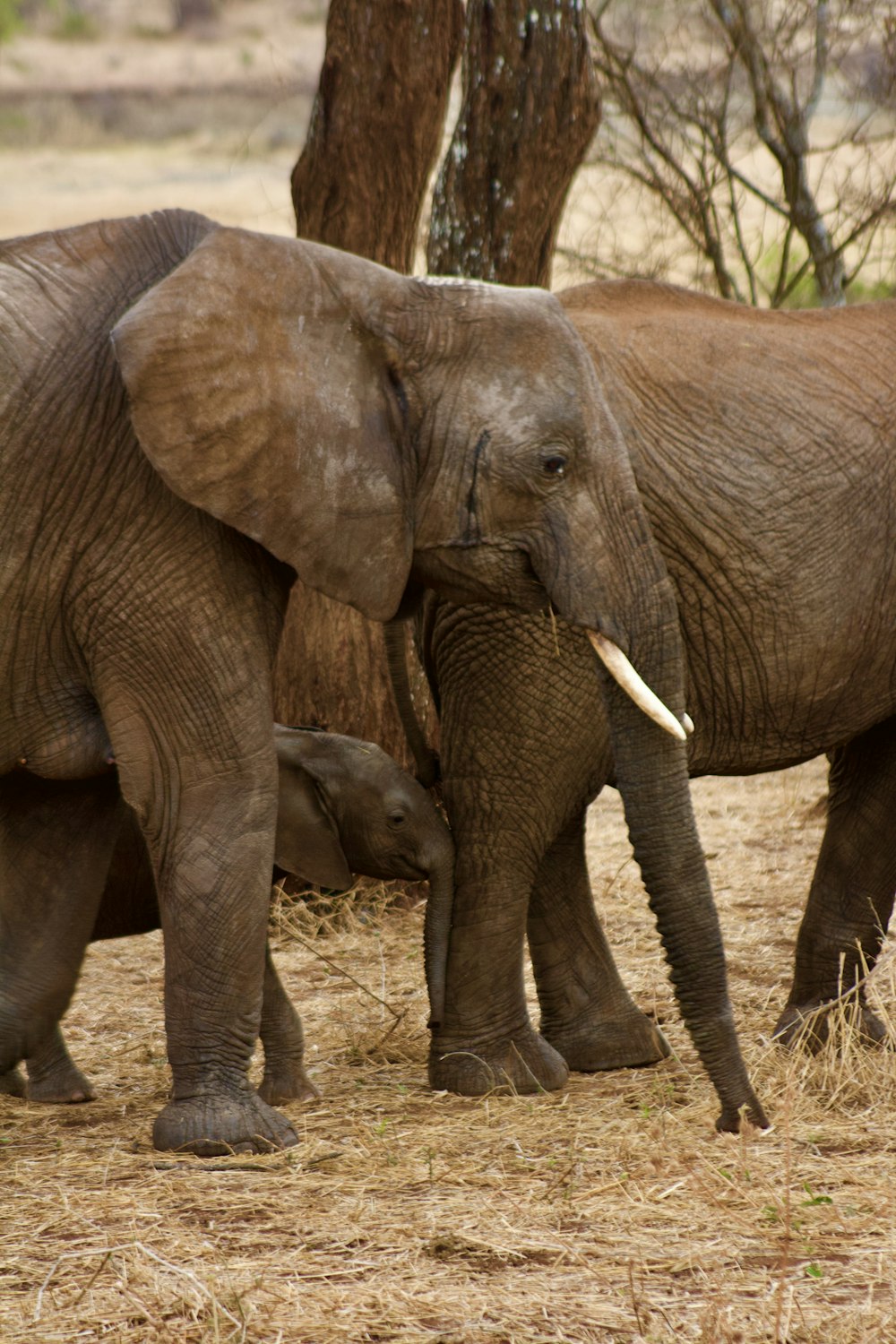 a baby elephant walks next to an adult elephant