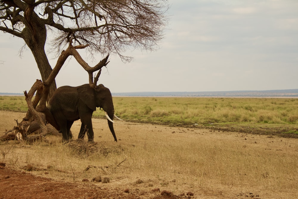 um elefante andando ao lado de uma árvore