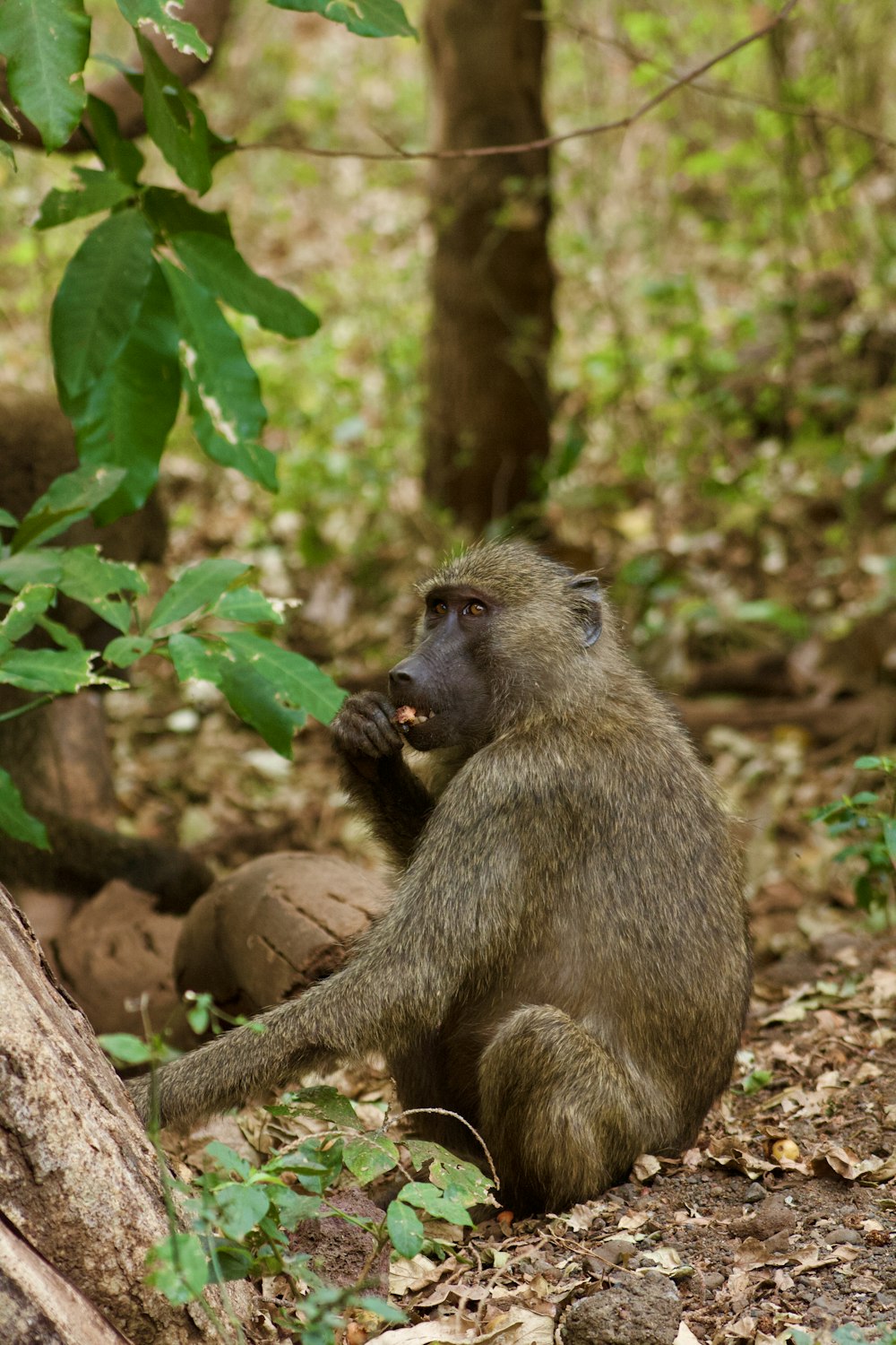 a monkey sitting in the woods