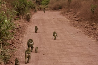 a group of animals walking on a dirt road