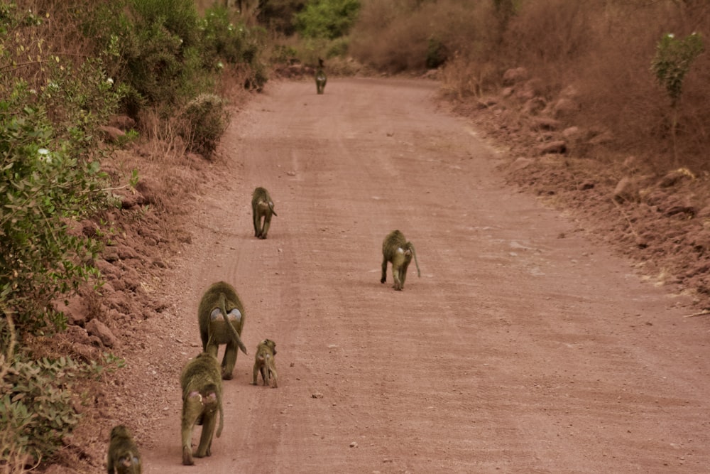 a group of animals walking on a dirt road