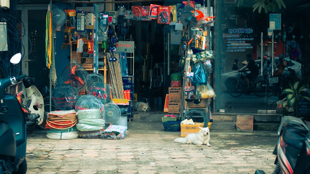 a cat lying on the ground outside a shop