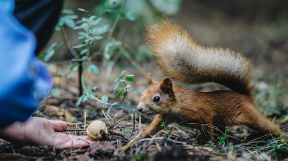 A caring volunteer gently feeding a rescued baby squirrel in a sunlit forest clearing.