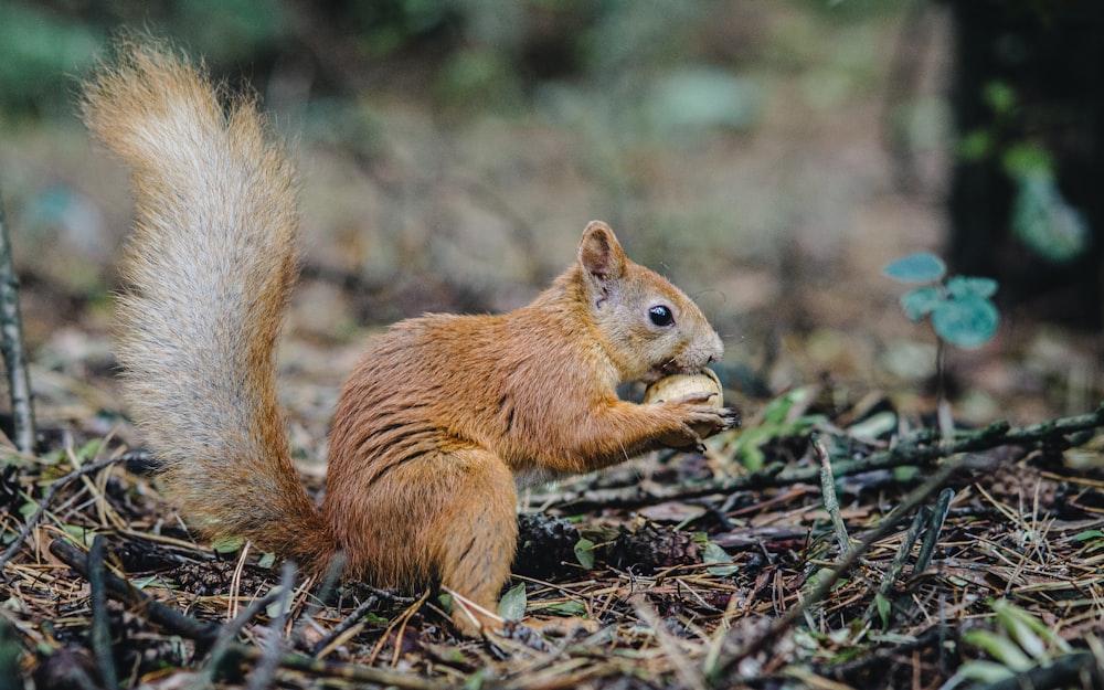 a squirrel eating something